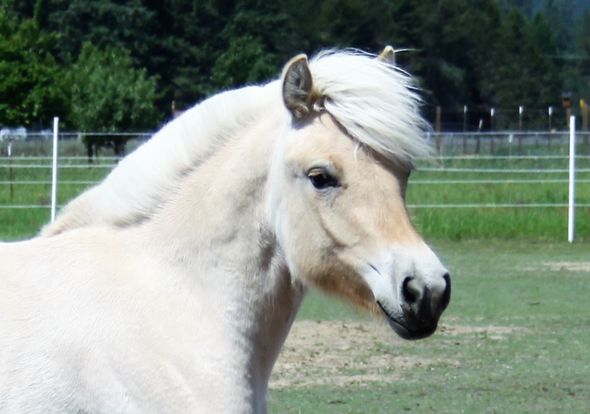 fjord pony for sale